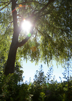 Sonne im Baum