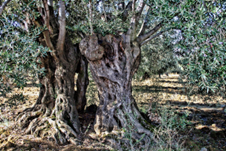 Olivenbaum